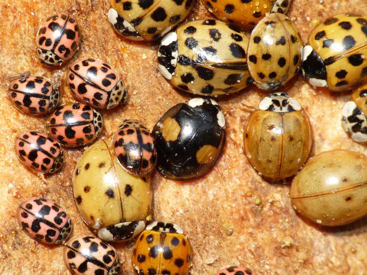 Coccinelle: Harmonia axyridis varie colorazioni (le pi grandi).